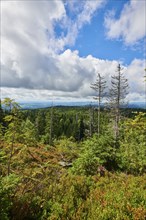 Vegetation with Norway spruce (Picea abies) and colored European blueberry (Vaccinium myrtillus) on