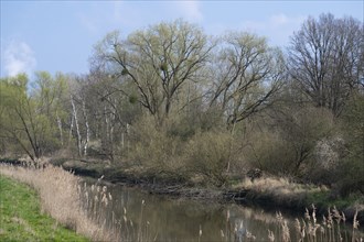 Alluvial forest, softwood floodplain on the Aller, in spring, Lower Saxony, Germany, Europe