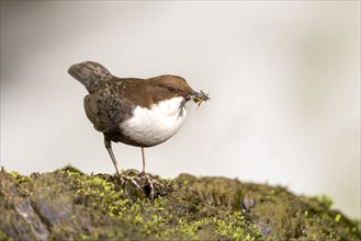 White-throated Dipper (Cinclus cinclus), at a torrent with larvae in its beak,