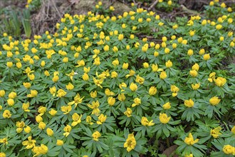 Winter aconites (Eranthis) in bloom in the forest, Mecklenburg-Western Pomerania, Germany, Europe