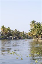 River landscape with palm trees in the canal system of the backwaters, Kerala, India, Asia