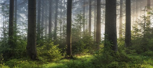 Panorama, spruce forest with natural regeneration, sun shining through morning fog, Thuringian