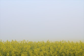 A wide rape field with heavy morning fog, spring, Großheubach, Miltenberg, Spessart, Germany,