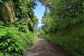 The Caldeira das Sete Cidades crater circular trail winds its way through a green corridor of trees