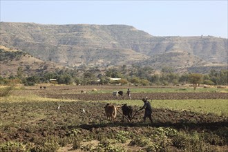 Amhara region, agriculture, farmer ploughing with cows, Ethiopia, Africa