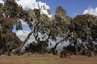 In the highlands of Abyssinia, in the Semien Mountains, landscape in the Semien Mountains National