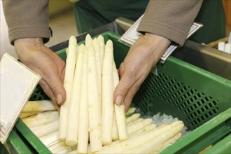 Verkäuferin hält einen Spargelbund in ihren Händen (Sales woman holding a bunch of asparagus in her