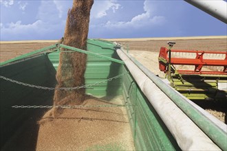 Grain harvest with combine harvester, the grain is unloaded