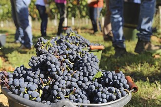 Grape grape harvest: Hand-picking Pinot Noir grapes in a vineyard in the Palatinate