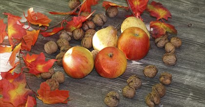 Apples, pears and walnuts on a rustic wooden table as an autumnal motif