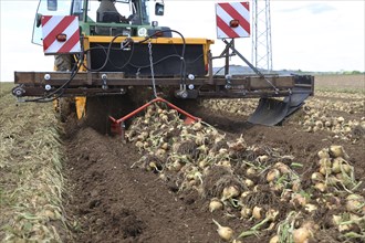 Farmer Markus Frank from Frankenthal during the agricultural onion harvest (onion harvesting)