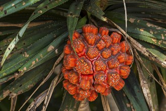 Pandanus fruit (Pandanaceae), fruit, fresh, tree fruit, tropical, tropical fruit, Asian, ripe,