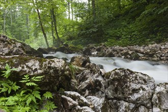 Stream, water, river, flowing, pure, clean, ecological, climate, forest, flowing, hike, hiking,