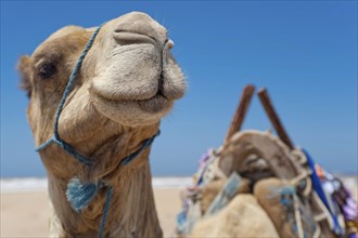 Dromedary (Camelus dromedarius), Arabian camel in head portrait, head, animal, farm animal, detail,