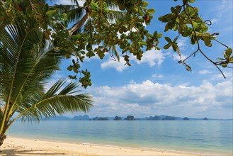 Palm beach on Koh Yao Noi, beach holiday, beach landscape, palm tree, sea, dream beach, dream