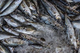 Fish on display, ice, iced, fresh, chilled, shelf life, preserve, preservation, food, nutrition,