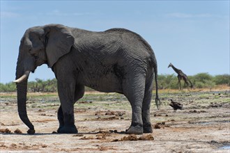 Elephant (Loxodonta africana), giraffe (Giraffa camelopardalis), steppe, aridity, drought, climate