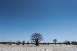 Bizarre landscape in a salt pan, drought, heat, global warming, tree, dead, drought, desert,