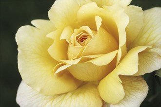 Plants, Flowers, Yellow rose, Blossom, Detail, Close, Macro, Close up, Plant, Flowers, Roses,