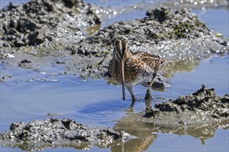 Common snipe (Gallinago gallinago) in camouflage colours foraging in the mud along muddy shore of