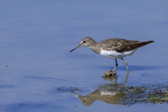 Green sandpiper (Tringa ochropus) foraging for small invertebrates in shallow water along lake