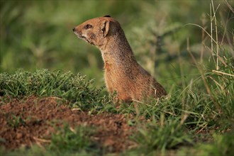 Yellow mongoose (Cynictis penicillata), adult, at the den, alert, portrait, Mountain Zebra National