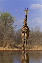 Southern giraffe (Giraffa camelopardalis giraffa), adult, at the water, Kruger National Park,