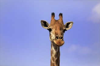 Southern giraffe (Giraffa camelopardalis giraffa), adult, portrait, Kruger National Park, Kruger