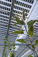 Agri-photovoltaic test plant, an apple orchard with two different systems of PV modules was roofed