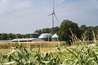 Farm with biogas plant, wind power plant, maize field, near Straelen, Lower Rhine North