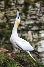 Northern Gannet, Morus bassanus, bird on cliff