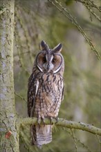 Long eared owl (Asio otus) adult bird on a pine tree branch, England, United Kingdom, Europe