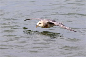 Northern fulmar (Fulmarus glacialis), Spitsbergen, Longyearbyen, Svalbard / Spitsbergen, Norway,