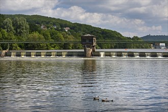 Nile goose family (Alopochen aegyptiaca) at the weir of the Stiftsmühle run-of-river power station,