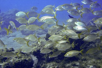 A shoal of goldfish (Sarpa salpa) swims in the blue waters of the ocean. Dive site Montana