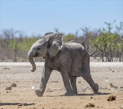 African elephant (Loxodonta africana), young animal running, funny cute baby animal, Etosha