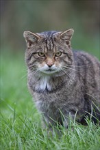 European wildcat (Felis silvestris) adult animal portrait, United Kingdom, Europe