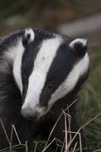 European badger (Meles meles) adult animal portrait, United Kingdom, Europe