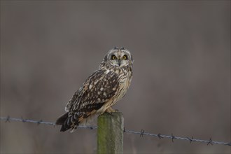 Short-eared owl (Asio flammeus) adult bird on a fence post, England, United Kingdom, Europe