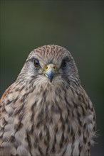 Common kestrel (Falco tinnunculus) adult bird head portrait, England, United Kingdom, Europe