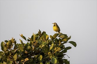 Yellow-throated longclaw (Macronyx croceus) sitting in a tree against a blue sky in the evening