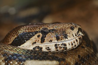 Common northern boa (Boa constrictor imperator), captive, occurring in Central and South America