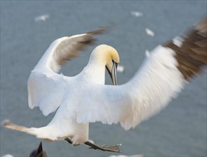 Northern gannet (Morus bassanus) (synonym: Sula bassana) with outstretched wings and outstretched