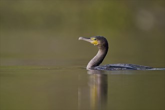 Great cormorant (Phalacrocorax carbo), Lower Saxony, Germany, Europe