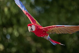 Scarlet Macaw (Ara macao) in flight, captive, Lower Saxony, Germany, Europe