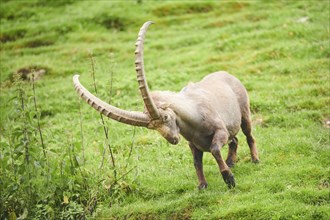 Alpine ibex (Capra ibex) male running on a meadow, playing, wildlife Park Aurach near Kitzbuehl,