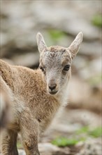 Alpine ibex (Capra ibex) youngster, portrait, wildlife Park Aurach near Kitzbuehl, Austria, Europe