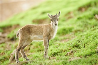 Alpine ibex (Capra ibex) youngster standing on a meadow, wildlife Park Aurach near Kitzbuehl,