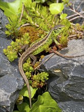 Sand lizard (Lacerta agilis), male on stones with stonecrop (Sedum album), or stonecrop, Wetzlar,