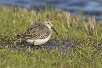 Dunlin (Calidris alpina) adult bird in a grass field, Kent, England, United Kingdom, Europe